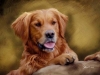 golden-retriever-sample-final-26-fev-copy